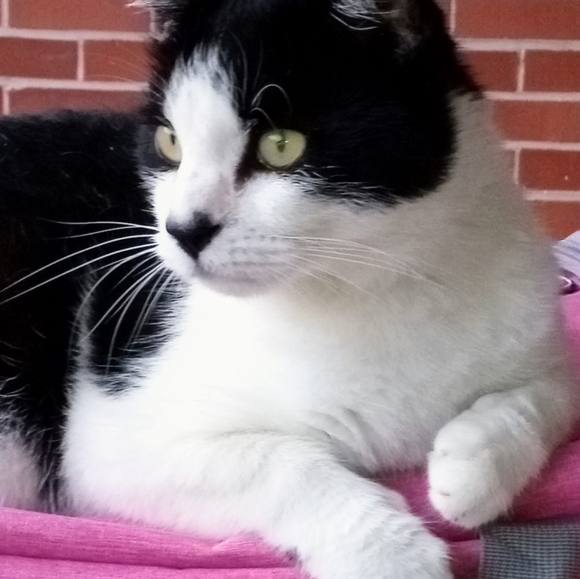 Meet your Posher, Michelle - Picture 6 of 16